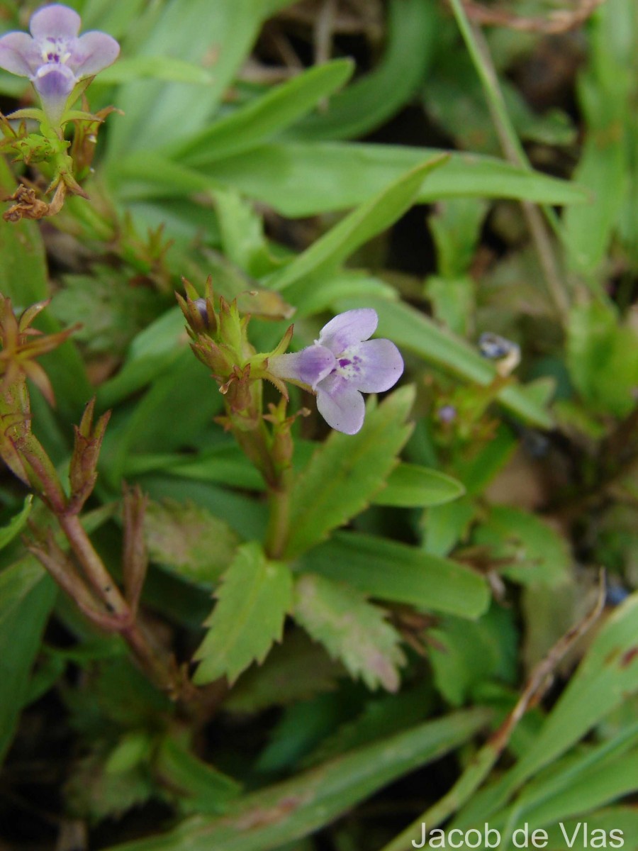 Bonnaya ciliata (Colsm.) Spreng.
